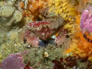 pygmy rock crab