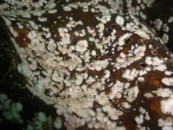Coral Bryozoan