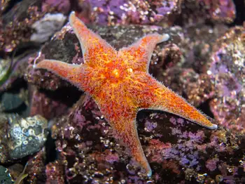 Leather Star