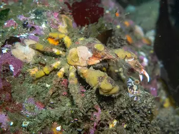 Sharp Nosed Crab