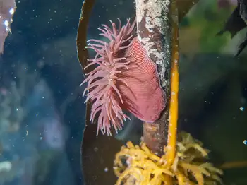 Proliferating Anemone
