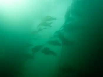 Giant Kelp