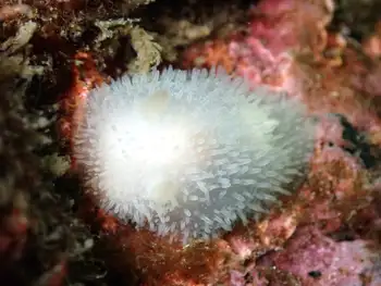 white adalaria nudibranch