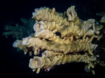 Cloud Sponge