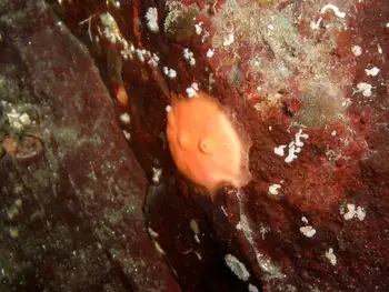 Broadbase Tunicate
