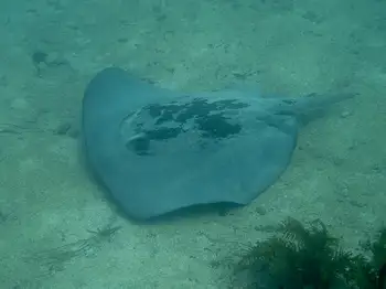 stingray