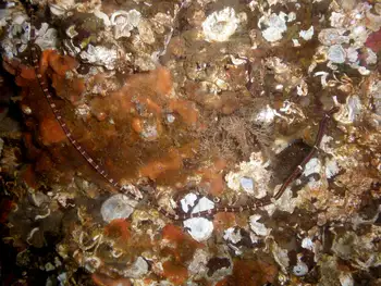 Orange Encrusting Bryozoan