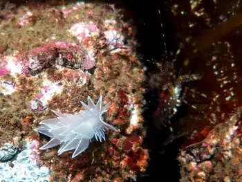 Alabaster Nudibranch