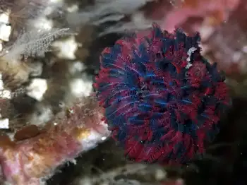 Vancouver Feather Duster Worm