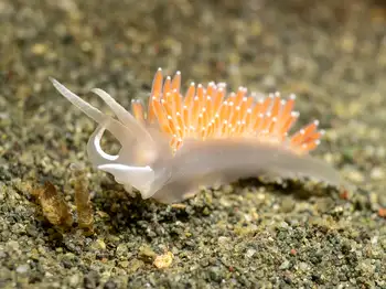 Red Gilled Nudibranch