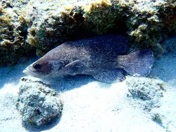 Greater Soapfish