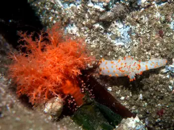 Bold Clown Nudibranch