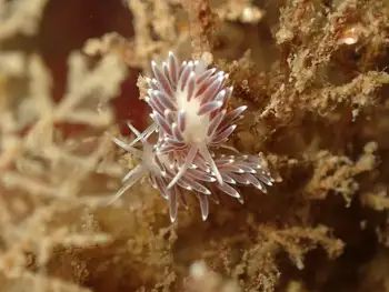 Red Gilled Nudibranchs