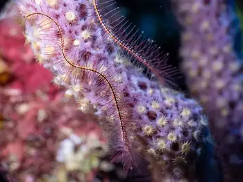 Brittle Star