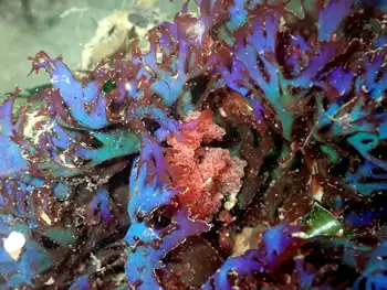 Iridescent Seaweed