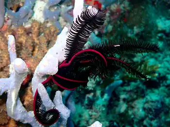 Spinose Feather Star