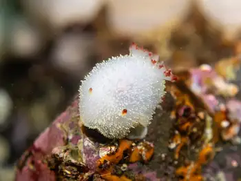 Nanaimo Nudibranch