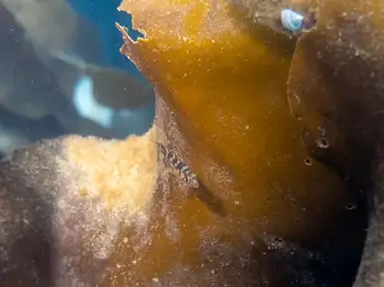 Young of Year Rockfish