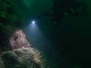 Diver