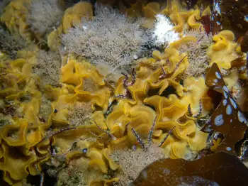 Brittle Stars