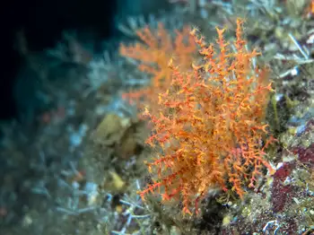 Dwarf Red Gorgonian