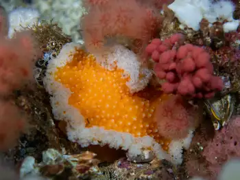 Orange Peel Nudibranch