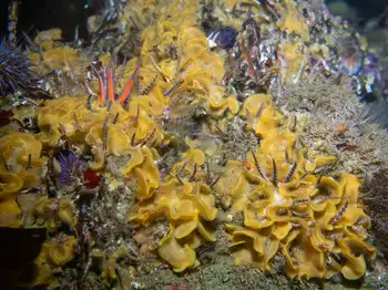 brittle star