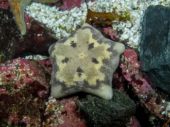 Slime Star