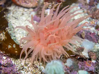 Crimson Anemone