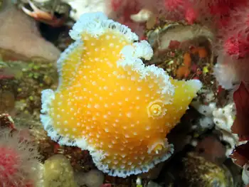 Orange Peel Nudibranch