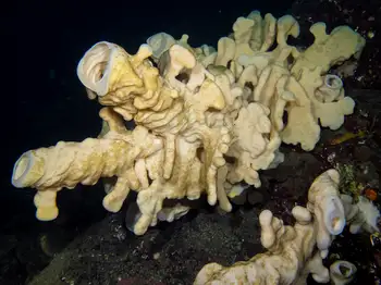 Cloud Sponge