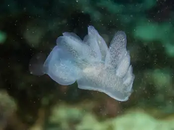 Hooded Nudibranch