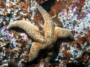 Sculpins and Ochre Sea Star