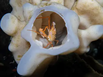 Longhorn Decorator Crab