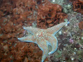 Leather Star
