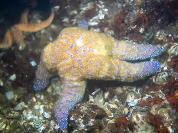 Ochre Star