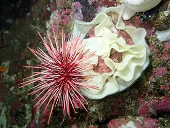 Red Sea Urchin and Nudibranch Eggs