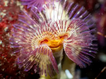 orange feather duster worm