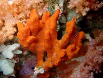 orange crumble sponge