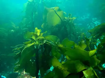 Palm Kelp
