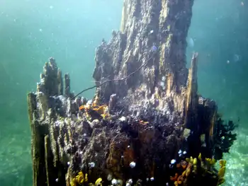 Submerged Log