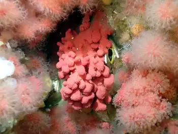 soft red coral