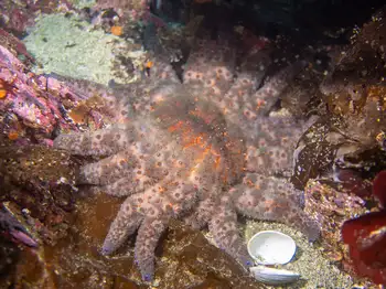 Sunflower Star