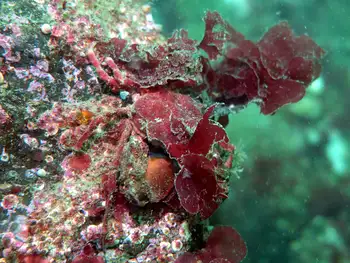 Northern Kelp Crab