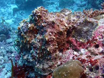 Indian Reef Octopus