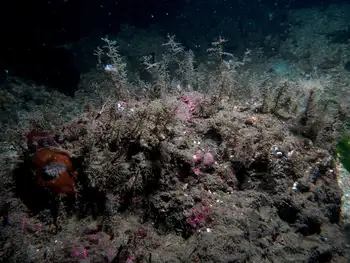 Nudibranchs and Hydroids