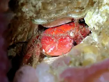 pygmy rock crab