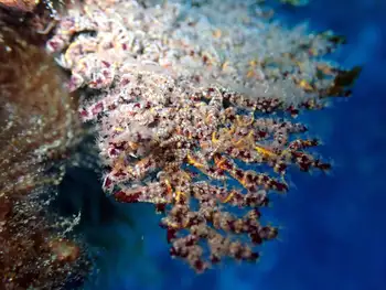 Pacifigorgia Fan Coral