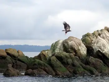 Dive Site and Bald Eagle