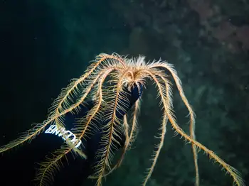 Northwest Feather Star